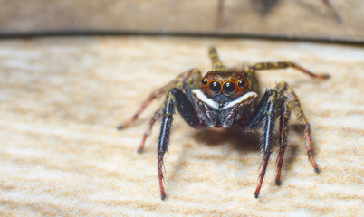 jumping spider macro photography