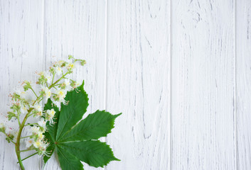 Green chestnut leaves, chestnuts and flowers on a light wooden background. Frame for greeting card text. Banner design for a site, a store about spring discounts. Spring banner