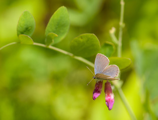 Northern Blue Butterfly on Two Peavine Flowers