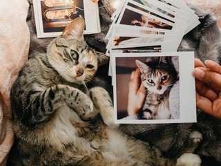 tabby cat lying down in bed and several retro photos