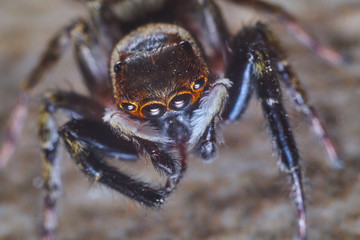 jumping spider macro photography