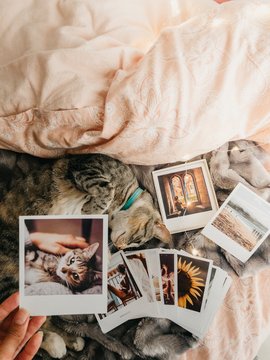 tabby cat lying down in bed and several retro photos