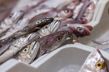 Fishes in a market in Costa Brava in Spain