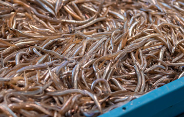 Fishes in a market in Costa Brava in Spain