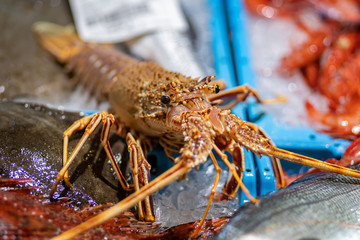 Fishes in a market in Costa Brava in Spain