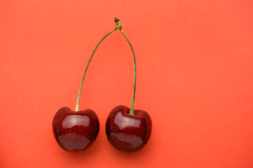 Pair of cherries with petioles are placed vertically on the coral background.