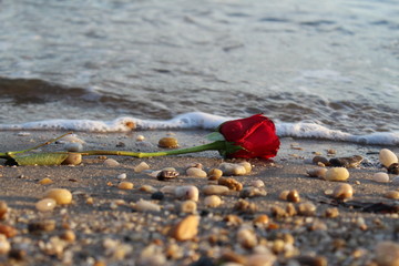 rose on the beach