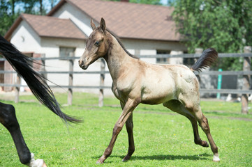 running purebred akhalteke  foal in the paddock agaist stable
