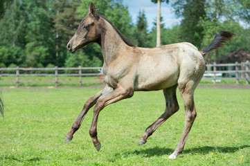 Obraz na płótnie Canvas running purebred akhalteke foal in the paddock agaist stable