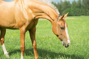 Fototapeta premium portrait of palomino purebred akhalteke mare poseing in green grass field