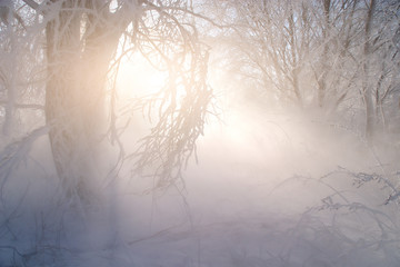 Winter weather phenomenon. Heavily full of wet air condenses on the surface of ice crystals. Morning sun rays shining through the branches of trees. In the backlight warm sunbeam light.