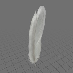 Long white feather