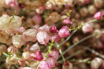 SCUTELLARIA MEXICANA, also known as Bladder Sage, native plant of Southern Mojave Desert, observable here in Joshua Tree National Park, we must defend biodiversity or face ecological collapse