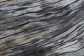 gray black natural texture of dry wood with cracks