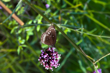 Close-up of Hymalayan butterflie on a beautiful pink flower