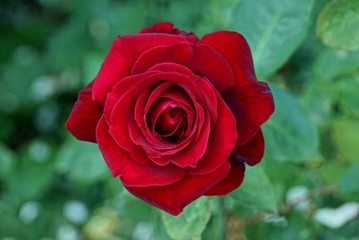 one big bud of a red rose flower on a green background
