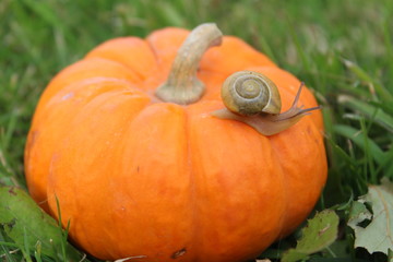 snails on a pumpkin