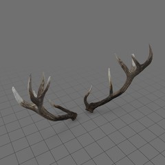 Reed deer antlers