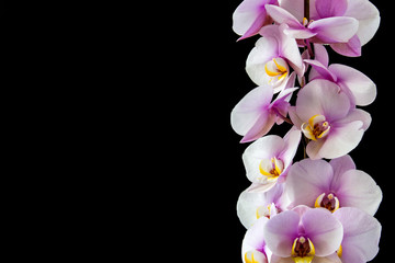 Purple Orchids Vanda in the orchids Farm.isolated on a black background.