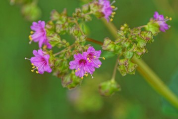 Obraz premium many small red wild flowers on the stem of a plant in a park