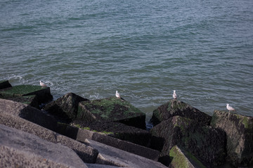 View of seagulls on the seaside