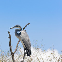 Obraz premium Grey Heron near the Mara River, Kenya