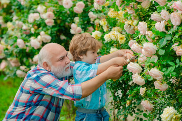 Flower rose care and watering. Grandfather with grandson gardening together. Bearded Senior gardener in an urban garden. Family generation and relations concept.