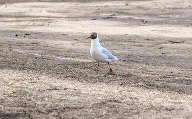Seagull on the sand. . White bird. A seagull walks on the beach.