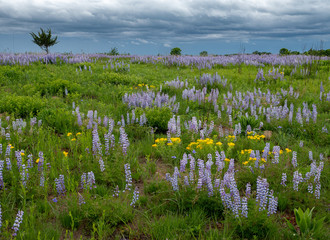 Yellow flowers among the Purple lupine