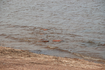 The Gulf of Finland . Summer sea in clear windless weather. Sea without waves.