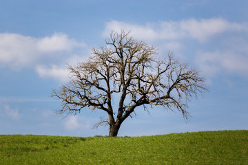 albero solitario