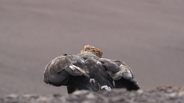Golden eagle takeoff to hunt in mongolia 