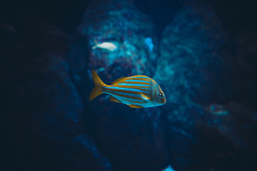 pesce marino