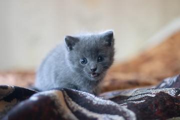 Little gray kitten on the couch. Pet. Little fluffy kitten.