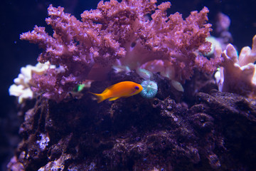 Fototapeta na wymiar pesce corallino