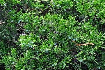 Juniper plant with fruit