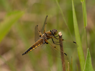 Dragonfly wings