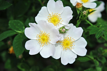Fototapeta premium Rosa odorata flower