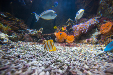 pesci marini © mallorca78