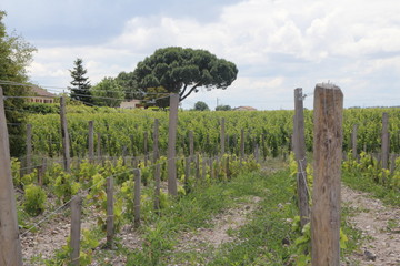Vignoble dans le Medoc, bordelais