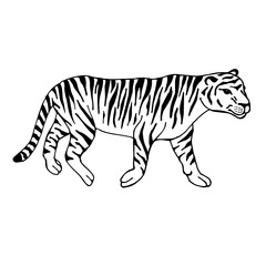 Vector hand drawn doodle sketch tiger isolated on white background 