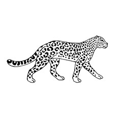 Vector hand drawn doodle sketch leopard isolated on white background 