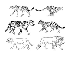 Obraz premium Vector hand drawn doodle sketch set collection of wild bid cats isolated on white background 