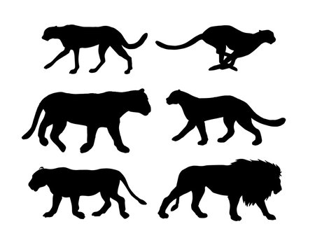 Vector flat black set collection of wild cats silhouette isolated on white background 