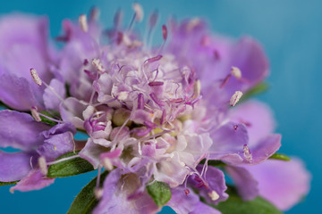 青背景の紫色の花