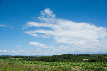 緑の野菜畑と青空