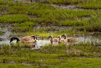 Canada Goose Goslings swimming in creek