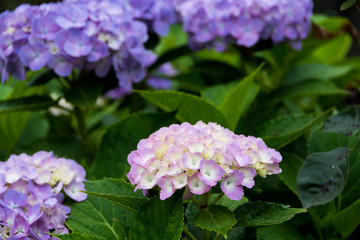 ピンクのアジサイ