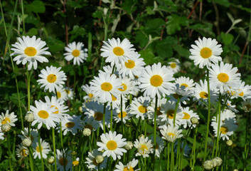 Plenty Daisies looking at sun.