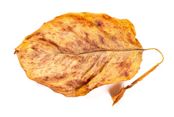 Fototapeta premium a faded leaf on a white background